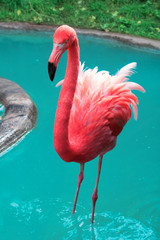 Grumpy flamingo © manuelklammer