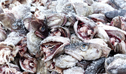 Fresh fish heads, ready for drying. Lofoten, North Norway