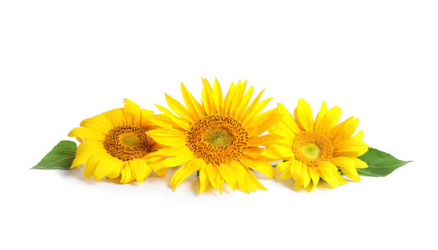 Beautiful bright sunflowers on white background