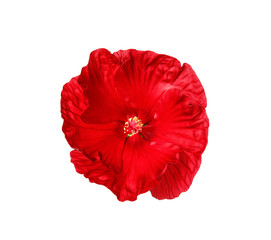 Beautiful red hibiscus flower on white background