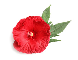 Beautiful red hibiscus flower on white background