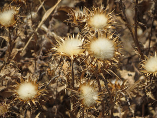 Dried thorny wild flowers in sun