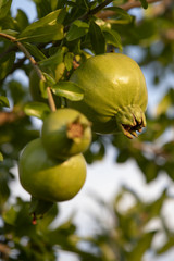 Granatapfel