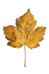 Autumn maple branch with leaves  isolated on  background