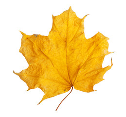 Autumn maple branch with leaves  isolated on background