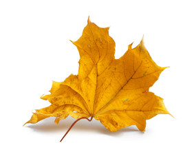 Autumn maple branch with leaves with shadow isolated