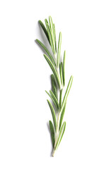 Fresh rosemary on white background