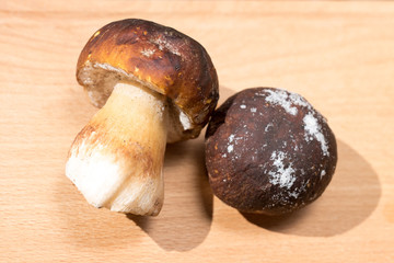 two frozen wild white mushrooms lie on a wooden Board