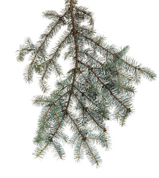 Green branch of spruce with needles on  isolated background
