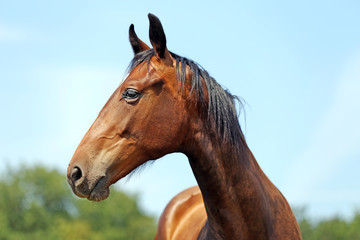 Portrait of a beautiful young purebred horse