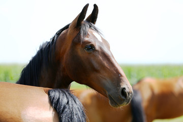 Portrait of a beautiful young purebred horse