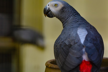 The grey parrot (Psittacus erithacus), also known as the Congo grey parrot or African grey parrot, is an Old World parrot in the family Psittacidae. 