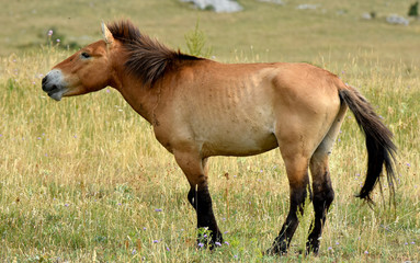 The Przewalski's horse  (Equus przewalskii or Equus ferus przewalskii) also called the Mongolian wild horse or Dzungarian horse, is a rare and endangered horse native to the steppes of central Asia.