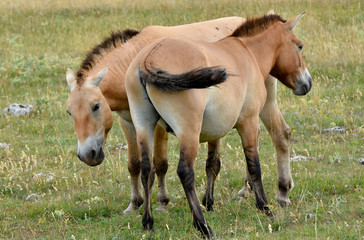 Naklejka na ściany i meble The Przewalski's horse (Equus przewalskii or Equus ferus przewalskii) also called the Mongolian wild horse or Dzungarian horse, is a rare and endangered horse native to the steppes of central Asia.