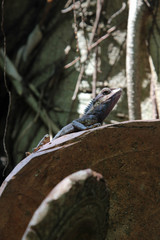 Small chameleon in the park.