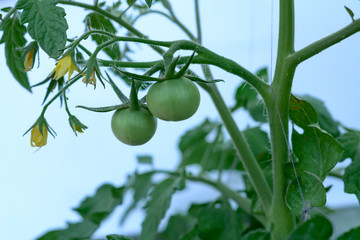 Green Tomatoes In Vegetable Garden