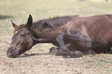 Young horse foal having fun in the wet mud after shower
