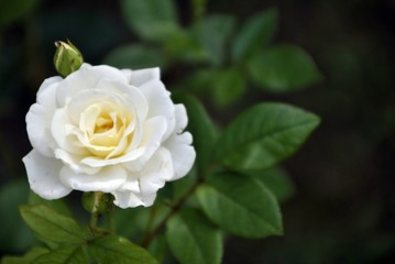 white rose close up