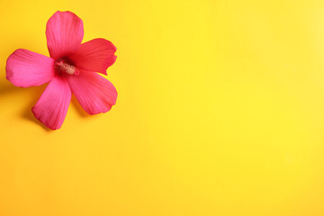 Beautiful tropical Hibiscus flower on color background with space for design, top view