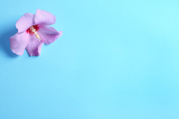 Beautiful tropical Hibiscus flower on color background with space for design, top view