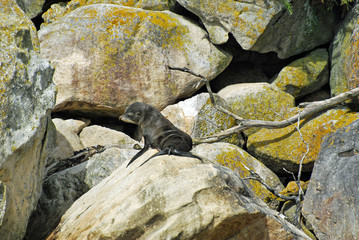 New Zealand fur seal