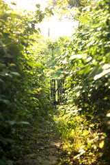 Path through the raspberry bushes