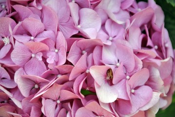 Fototapeta na wymiar pink hortensia close up