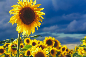 Fototapeta premium Close up of sunflower in field against grey evening sky. Farming concept. Agriculture, harvest season, organic food, august
