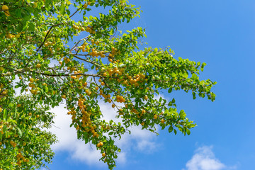 gelbe Mirabellen am Baum vor blauem Himmel