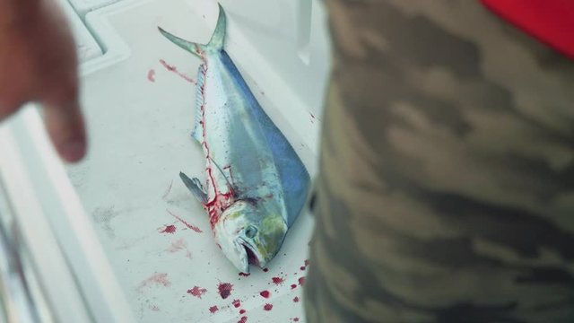 View of dead fresh caught fosh on deck of yacht in cockpit