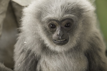 silver gibbon in the Zoo