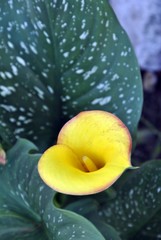 yellow calla close up