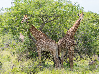 Giraffes stand as tall as the tree they are browsing in iSimangaliso Wetlands Park, South Africa