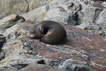New Zealand fur seal