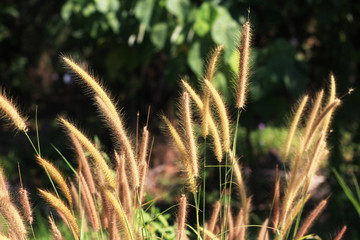para grass in the summer.