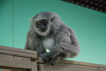 silver gibbon in the Zoo sitting on its cage eating an apple 