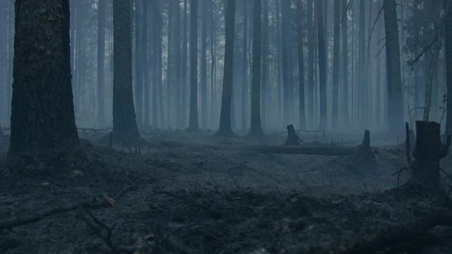 Dark mysterious burned forest landscape. Ash covered forest after fire. Smoke rising from ground after wildfire.