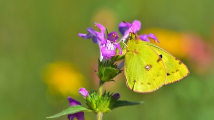 Colias hyale  331