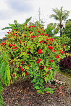Achiote or urucum shrub -Bixa orellana- with red fruits. Carmen-Bohol-Philippines-0620