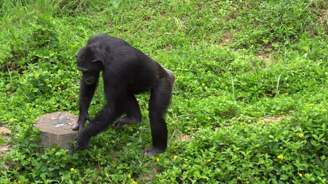 Mature chimpanzee perches enjoy on grass in zoo