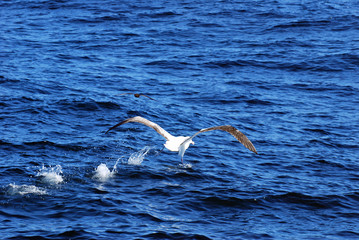 Fototapeta na wymiar New Zealand albatross