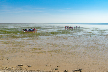 Fototapeta na wymiar Erlebnis Wattwanderung im Wattenmeer der Nordsee, bei Dagebüll