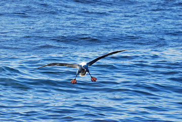 New Zealand albatross