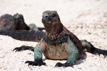 Meerechse- Galapagos