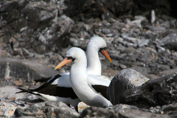 Nazcatölpel- Galapagos