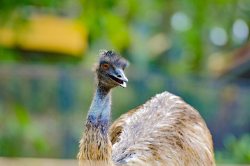 The ostrich or common ostrich (Struthio camelus) is either of two species of large flightless birds native to Africa.