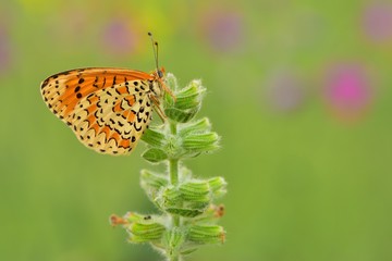 Melitaea trivia  250