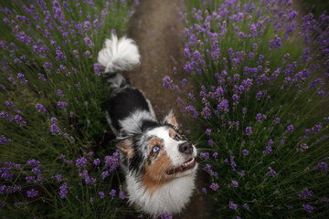 Happy dog in lavender flowers. Australian shepherd. Pet on nature summer, holidays