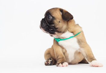 French Bulldog puppy on a white background