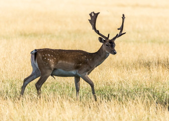 Fallow Deer grazing under the heat of the afternoon sun.